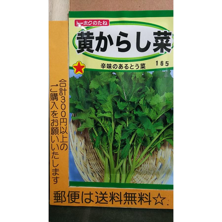 黄 からし菜 とう菜 カラシナ 種 郵便は送料無料 Belle Ile Nature Org