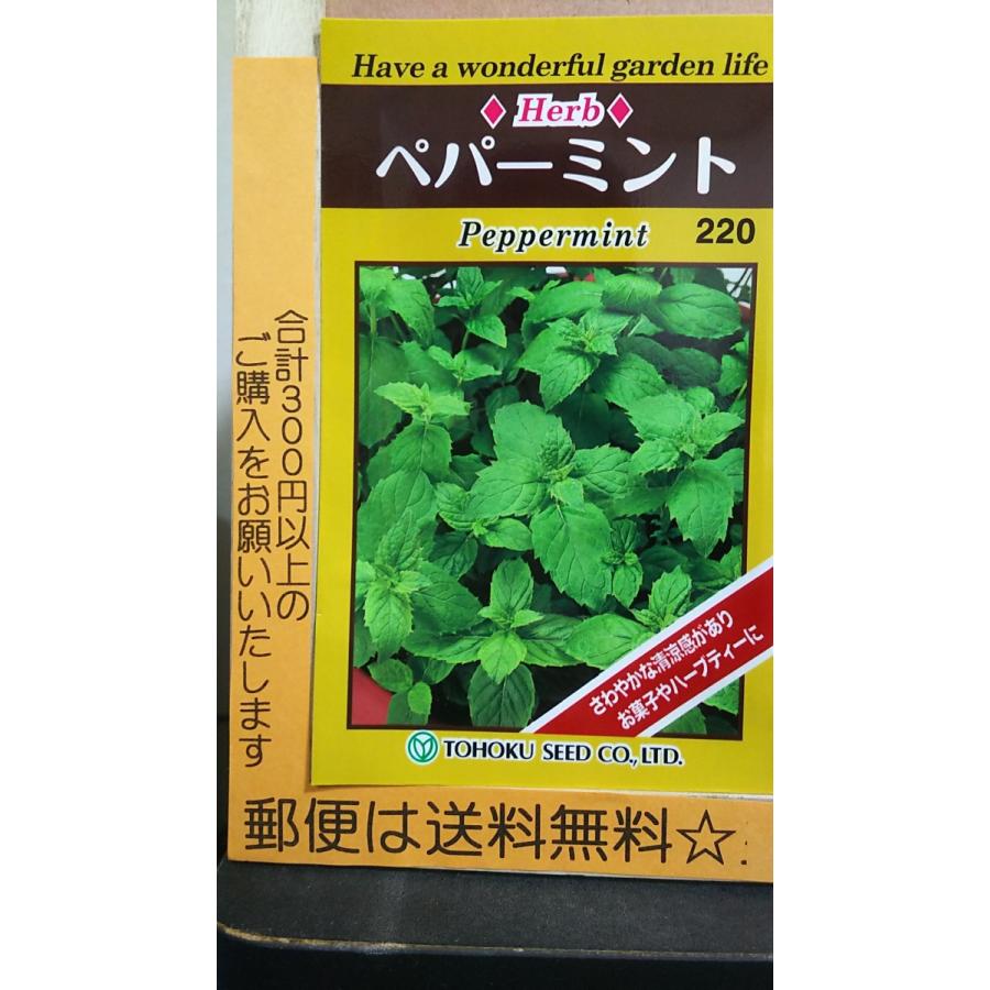 ペパーミント ハーブ 種 郵便は送料無料 Belle Ile Nature Org