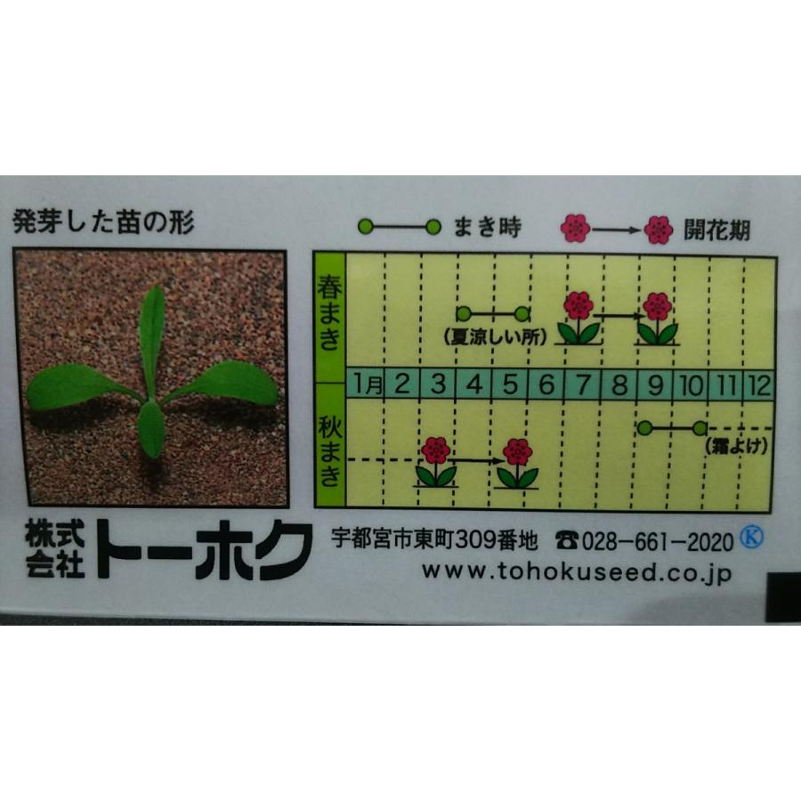 期間限定お試し価格 矢車草 切花用 ヤグルマソウ 種 郵便は送料無料 Globescoffers Com