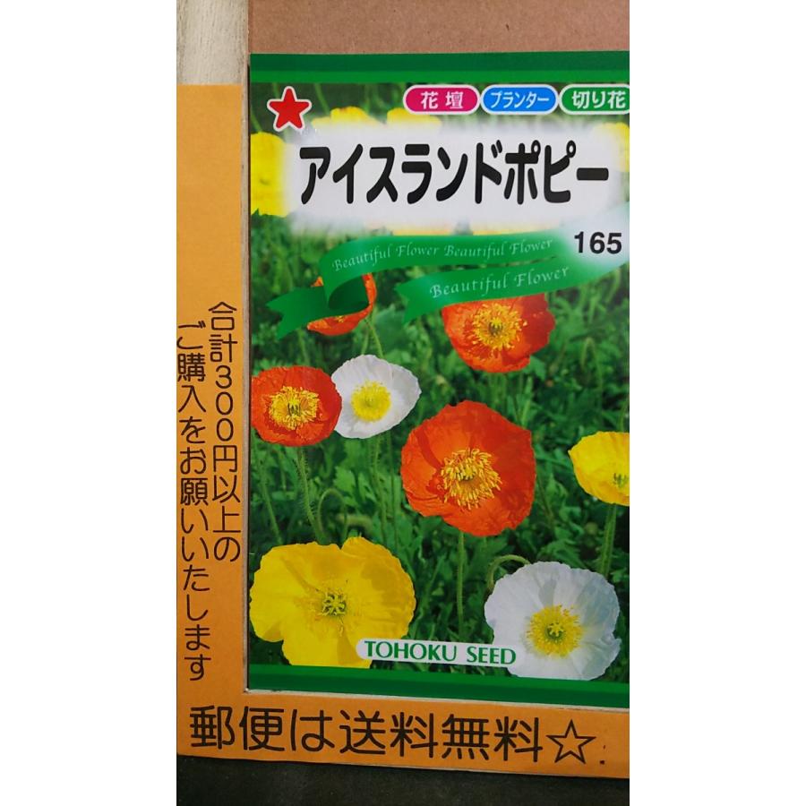高級感 アイスランド ポピー シベリア ひなげし 種 郵便は送料無料 Aynaelda Com