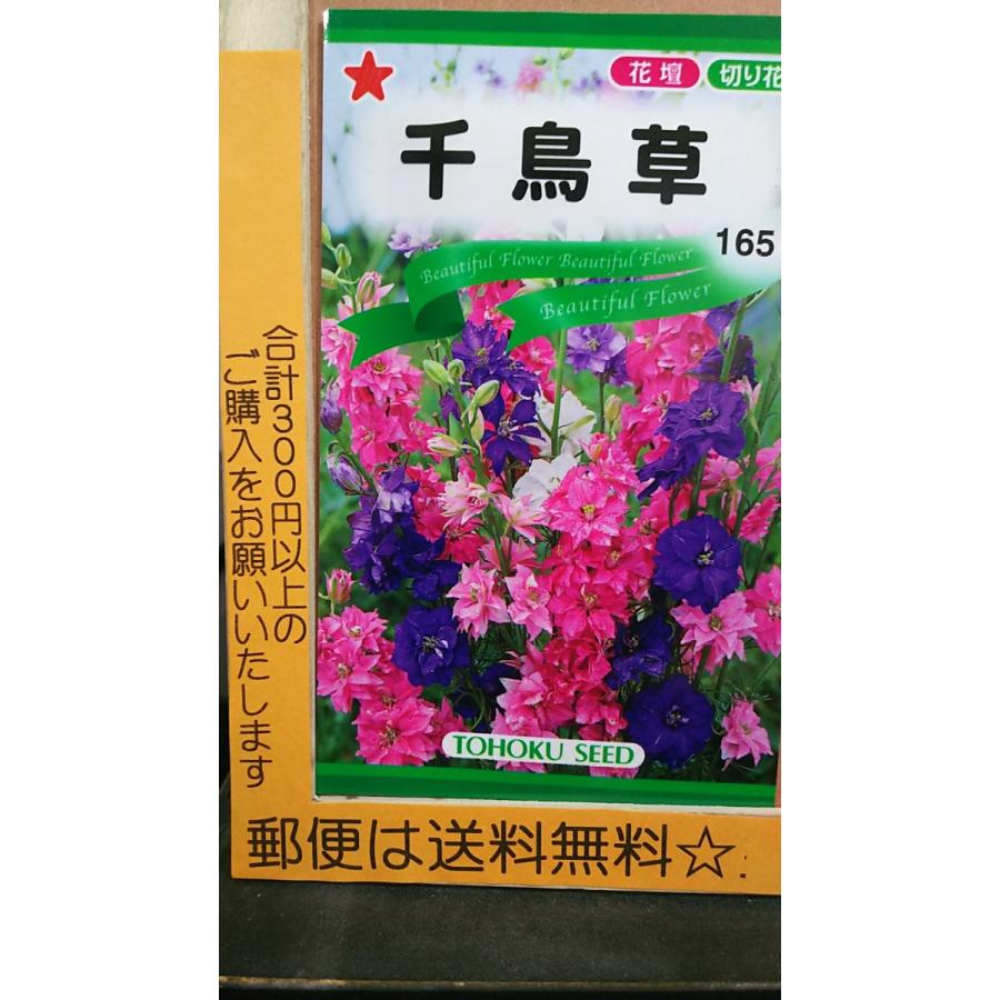 商品 千鳥草 ちどりそう 種 郵便は送料無料