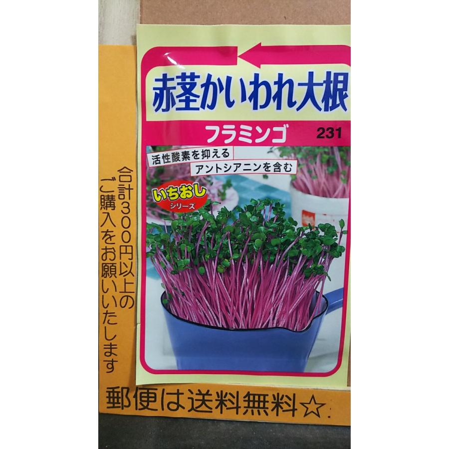 3袋以上でクーポン割引 赤茎 かいわれ 大根 フラミンゴ ダイコン 種 郵便は送料無料 :tkhuramingo:きのくに種苗店 - 通販 - Yahoo!ショッピング 3袋以上でクーポン割引 赤茎 かいわれ 大根 フラミンゴ ダイコン 種 郵便は送料無料 :tkhuramingo:きのくに種苗店 - 通販 - Yahoo!ショッピング