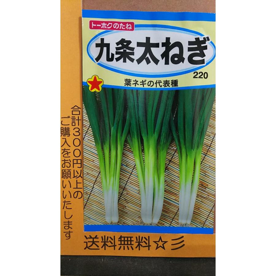 九条 太ねぎ 葉ネギ 種 送料無料 Tkkujyouhutonegi きのくに種苗店 通販 Yahoo ショッピング