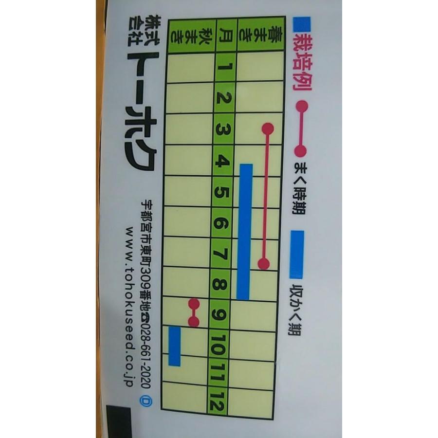 ロケット ルッコーラ ハーブ 種 送料無料 Tkroketto きのくに種苗店 通販 Yahoo ショッピング