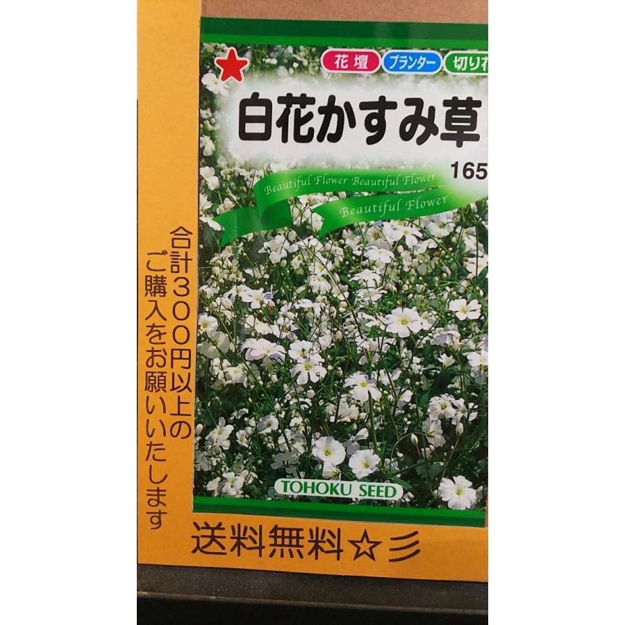 白花 かすみ草 カスミソウ 種 送料無料 Tksirobanakasumi きのくに種苗店 通販 Yahoo ショッピング