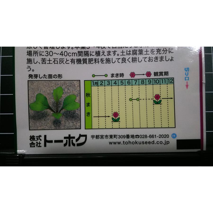 11周年記念イベントが きのくに種苗店３袋以上でクーポン割引 丸葉 はぼたん 白 雪うさぎ 葉牡丹 種 郵便は送料無料 Cfc Com Do