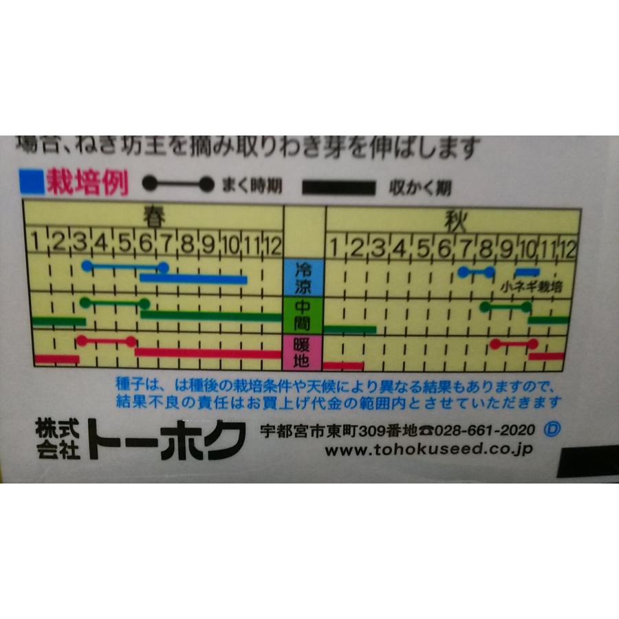 ３袋以上でクーポン割引 京 太ねぎ 祇園 フトネギ 葱 種 郵便は送料無料｜aridafarm｜03