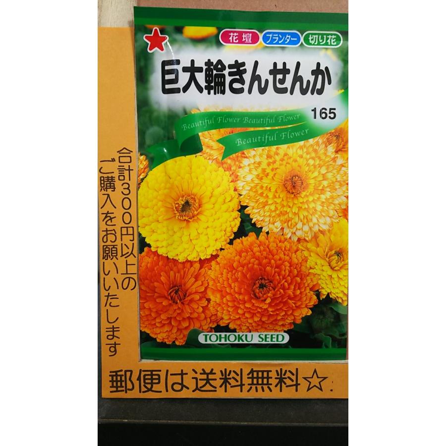 世界的に 巨大輪 きんせんか 種 郵便は送料無料