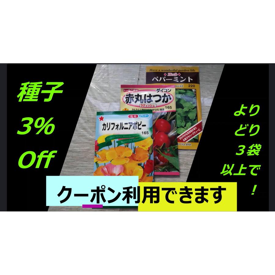 ３袋以上でクーポン割引 ブッシュ バジル 種 郵便は送料無料 |  | 03