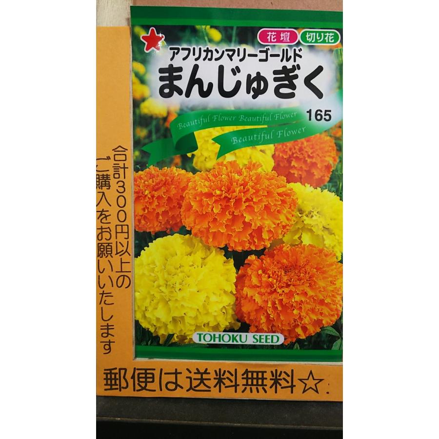 まんじゅぎく アフリカン マリーゴールド 種 郵便は送料無料 Bitstechnology Org