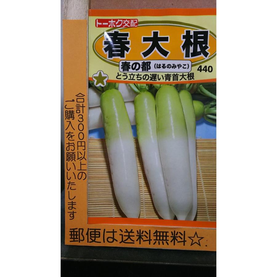 限定品 春 大根 春の都 青首 ダイコン 種 郵便は送料無料 Witravel It