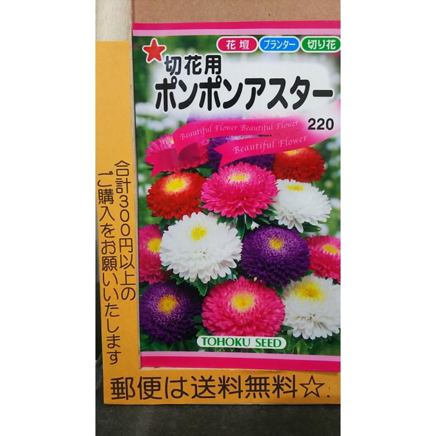 58 Off ポンポン アスター 切花用 種 郵便は送料無料