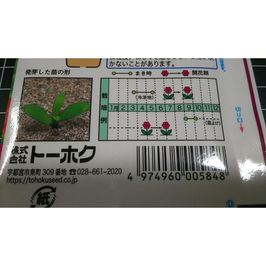 3袋以上でクーポン割引 カーネーション 種 郵便は送料無料 : きのくに