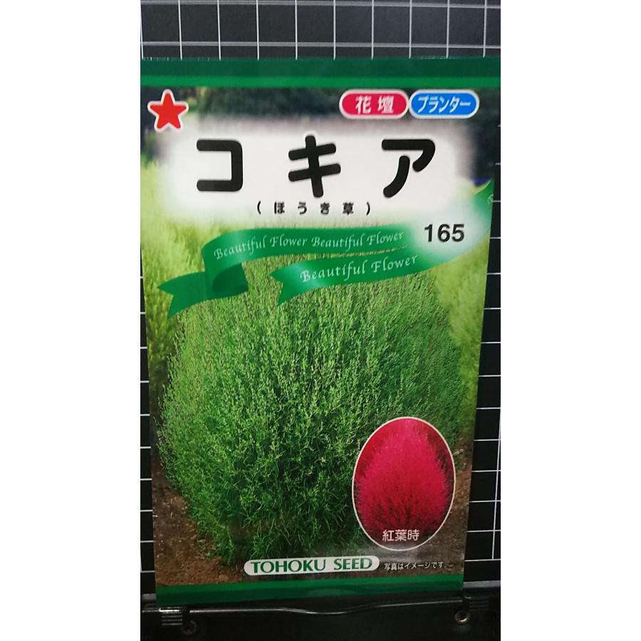 3袋以上でクーポン割引 コキア ほうき草 ホウキグサ 種 郵便は送料