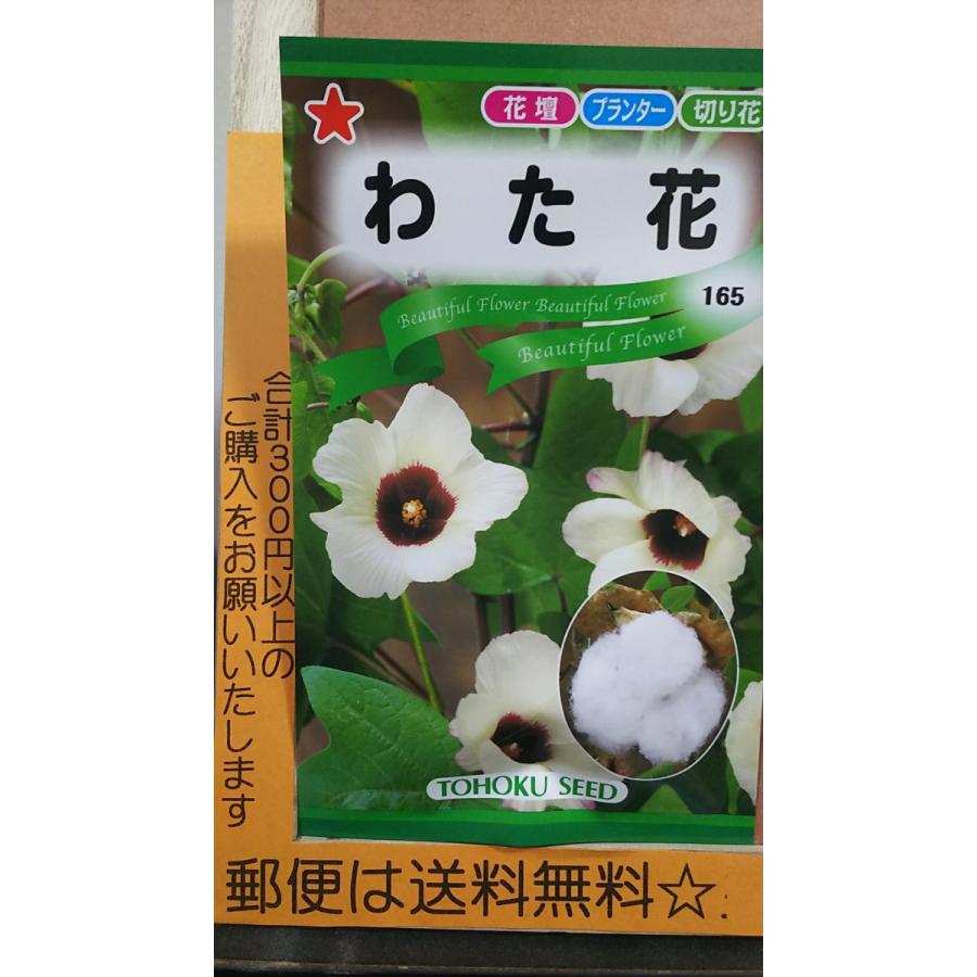 わた 花 綿 わた花 種 郵便は送料無料 Tr6awatabana きのくに種苗店 通販 Yahoo ショッピング