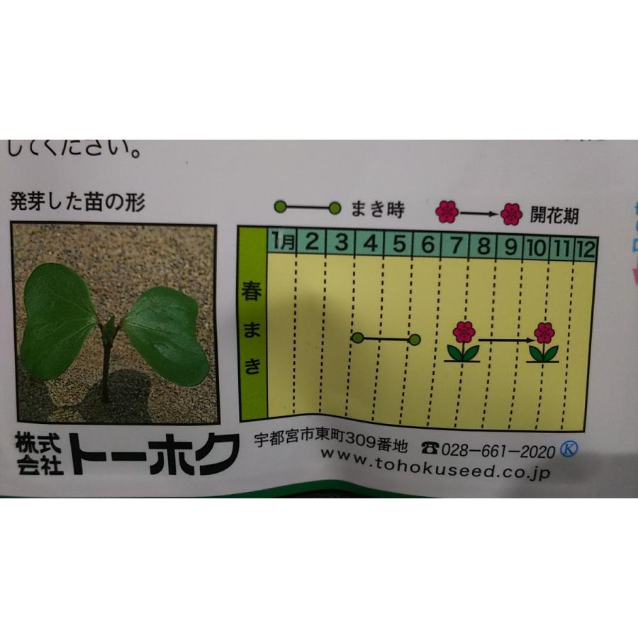 わた 花 綿 わた花 種 郵便は送料無料 Tr6awatabana きのくに種苗店 通販 Yahoo ショッピング