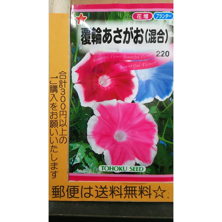 新作アイテム毎日更新 覆輪 あさがお 混合 朝顔 種 郵便は送料無料 Sarozambia Com