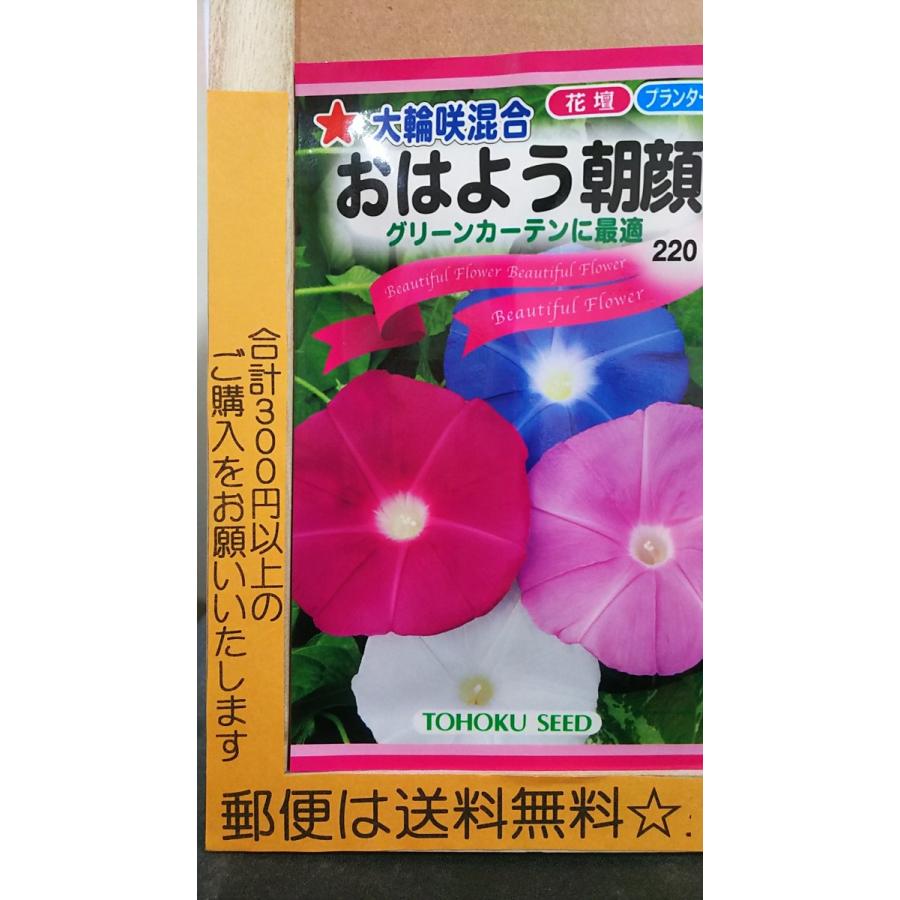 98 Off おはよう あさがお 大輪咲 混合 朝顔 種 郵便は送料無料 Sarozambia Com