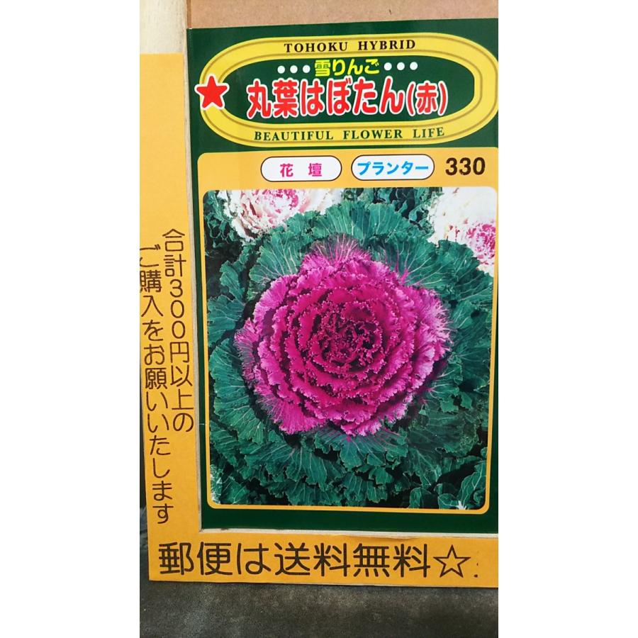 ハボタン 葉牡丹 葉ぼたん 種子 サカタのタネ