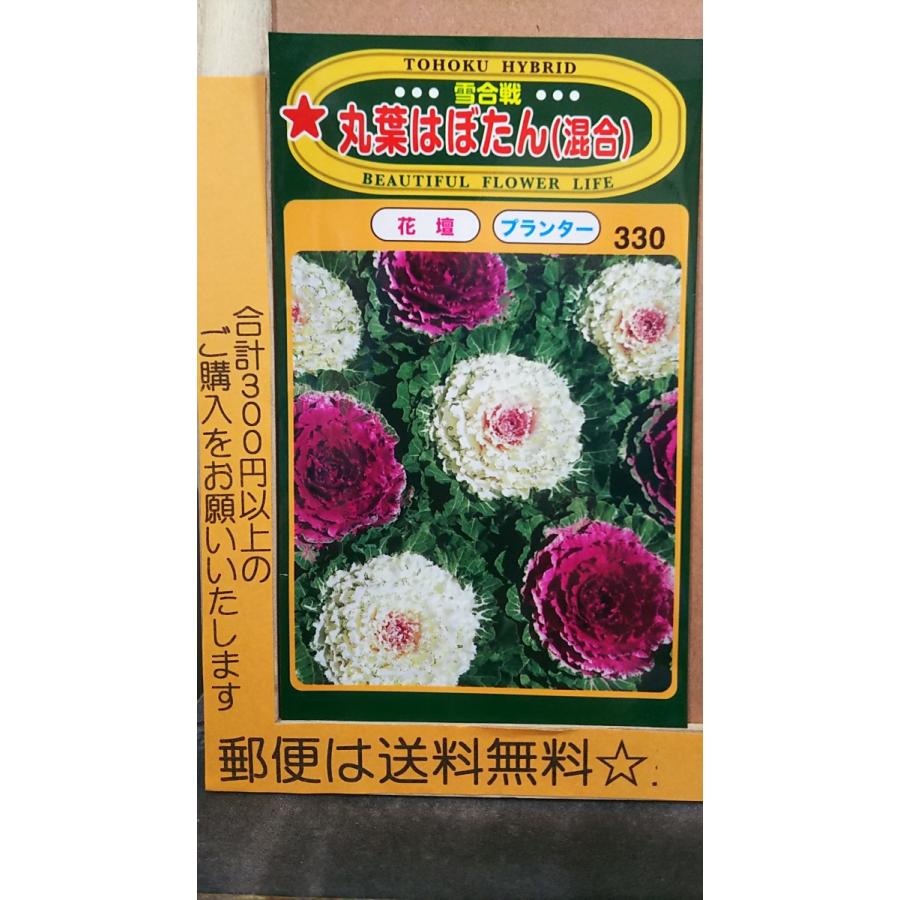 オープニング 丸葉 はぼたん 混合 葉牡丹 葉ボタン 種 郵便は送料無料