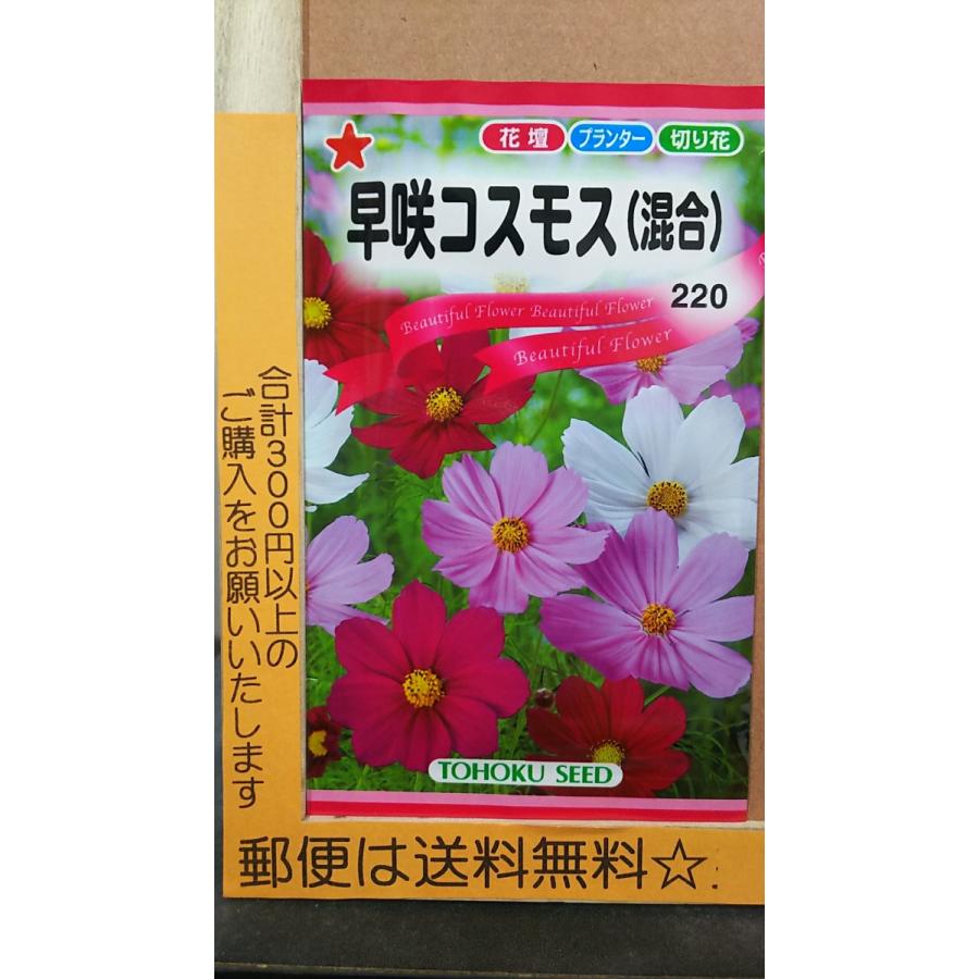 一部予約販売中 早咲き コスモス 混合 秋桜 種 郵便は送料無料