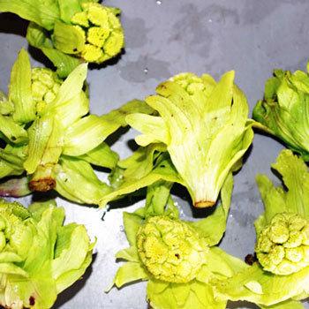 完全に開いたふきのとう１ｋｇ 大小バラ詰め ４月上旬 4月下旬発送予定 送料別 クール便