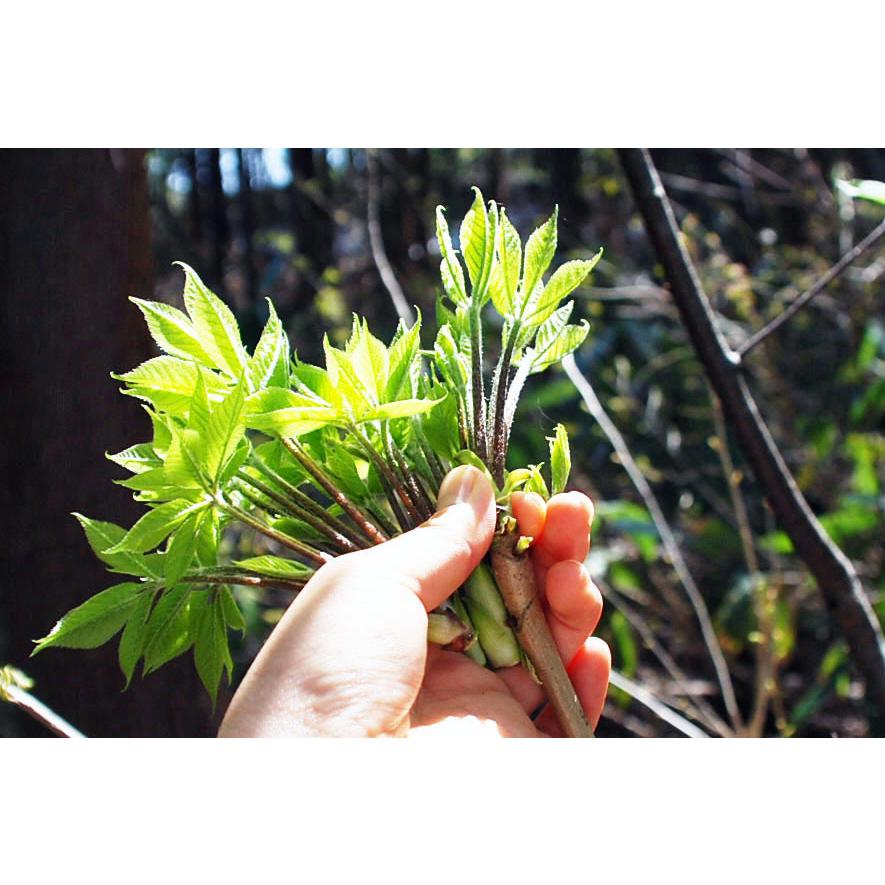 コシアブラ（10cm以下） ７ｋｇ(大小バラ詰め)【４月下旬〜出荷予定】※送料別(クール便) 10cm以下 コシアブラ 北東北 中国四国 沖縄離島
