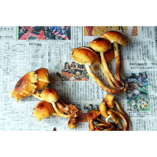 クリタケ1．8kg(大小バラ詰め）長野県天然キノコ（セシウム検査済 