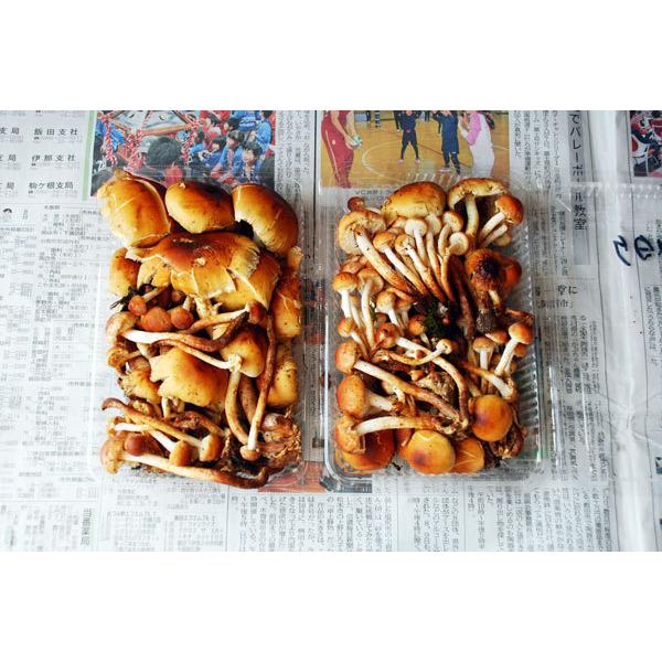 クリタケ1．8kg(大小バラ詰め）長野県天然キノコ（セシウム検査済 