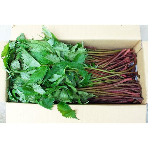 79 以上節約 赤ミズ１００ｇ 大小バラ詰め 発送時期は６月上旬 ご注文順に出荷 Wantannas Go Id