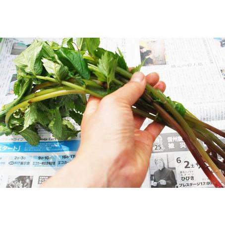 79 以上節約 赤ミズ１００ｇ 大小バラ詰め 発送時期は６月上旬 ご注文順に出荷 Wantannas Go Id