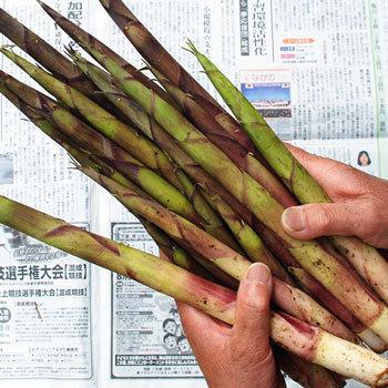 根曲がり竹1kg（大小バラ詰め）長野県・志賀高原産 : ありがた屋