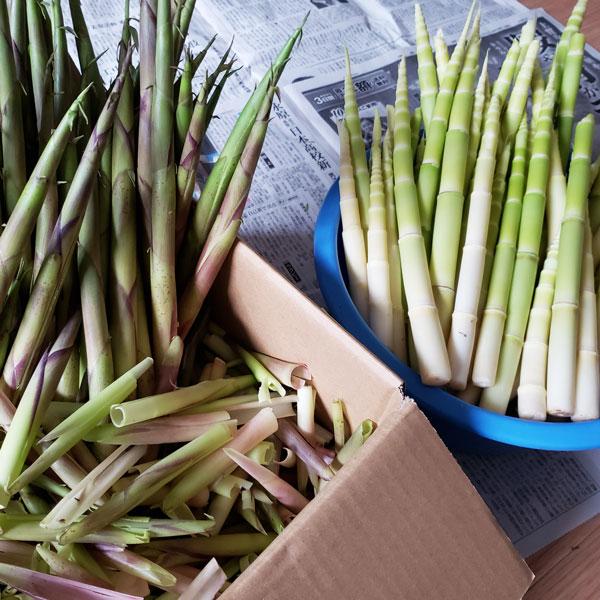 根曲がり竹2kg（大小バラ詰め）長野県・志賀高原産 : ありがた屋