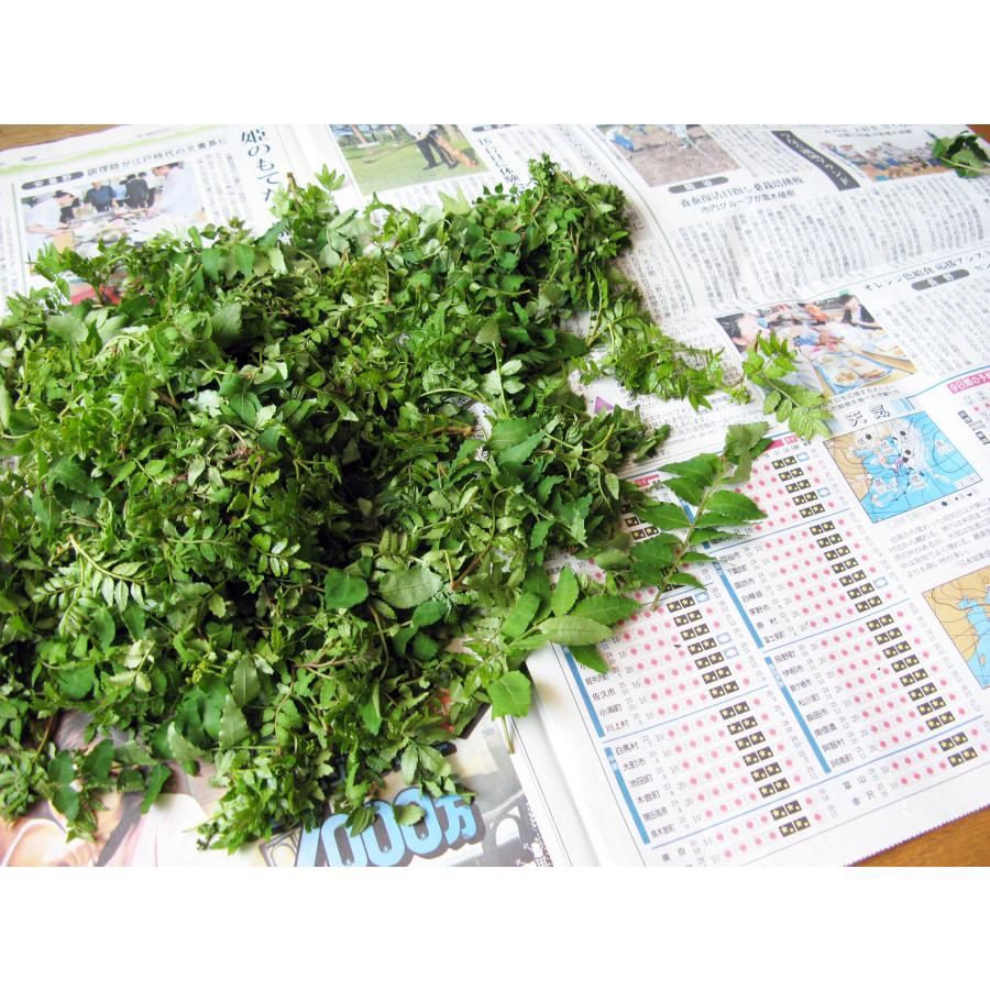 大きい山椒の葉100g（大小バラ詰め） : ありがた屋NAGANO - 通販