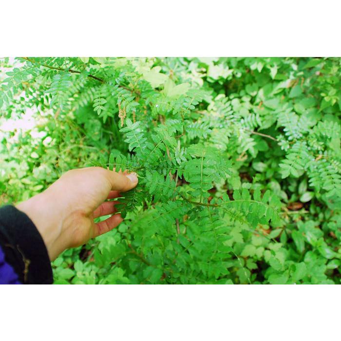 大容量！山椒の葉1kg 2000枚相当 Amazon.co.jp: 大きい山椒の葉1kg（大小バラ詰め）【発送時期