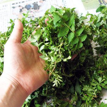 大きい山椒の葉1kg（大小バラ詰め） : ありがた屋NAGANO