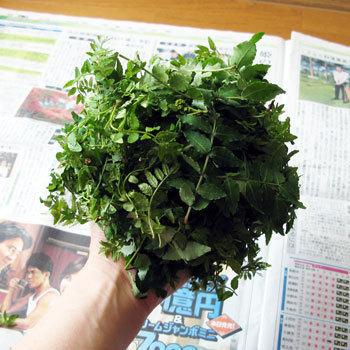 大きい山椒の葉2.5kg(大小バラ詰め)【発送時期は5月中旬〜ご注文順に出荷】|arigataya-n|02