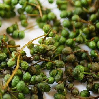 人気沸騰 小さい山椒の実１００ｇ 大小バラ詰め 発送時期は６月中旬 ご注文順に出荷 Wantannas Go Id