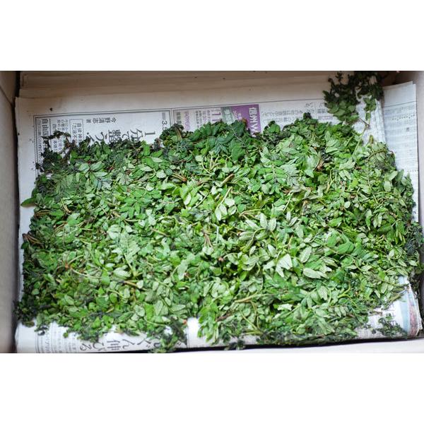 大きい山椒の葉100g（大小バラ詰め） : ありがた屋NAGANO - 通販
