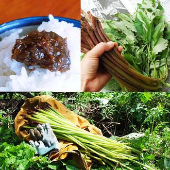 750円 オープニングセール あく抜きワラビ コシアブラ シドケ ３種の山菜セット 5月中旬 出荷予定 送料別 クール便
