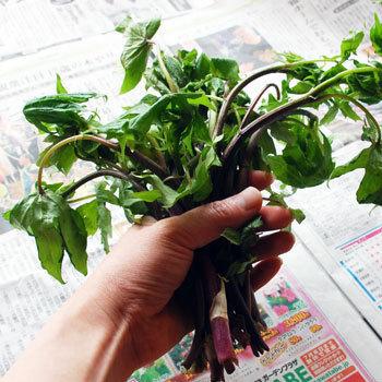 近日出荷 シドケ500g(大小バラ詰め)【発送時期は5月下旬〜ご注文順に出荷】|arigataya-n|02
