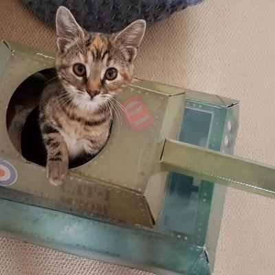 猫用戦車 爪とぎ タンク ダンボール ねこ おもちゃ つめとぎ おしゃれ 猫グッズ おしゃれ Suckuk Tank Starry Party 通販 Yahoo ショッピング