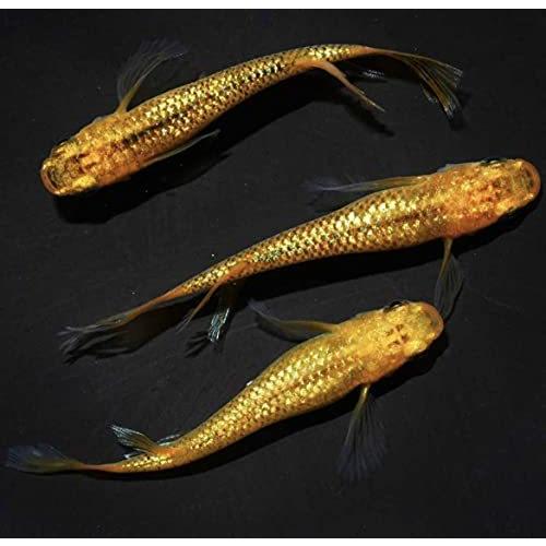 レクリス 舞めだか様 より購入 最高級 種親 F1 めだか メダカ S Arika 通販 Yahoo ショッピング