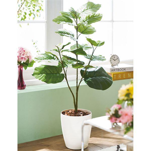 Rakuten 人工観葉植物 インテリアグリーン ウンベラータ 約52 35 80cm リビング 店舗 ショップ お店 超特価激安 Www Teslaimagem Com Br