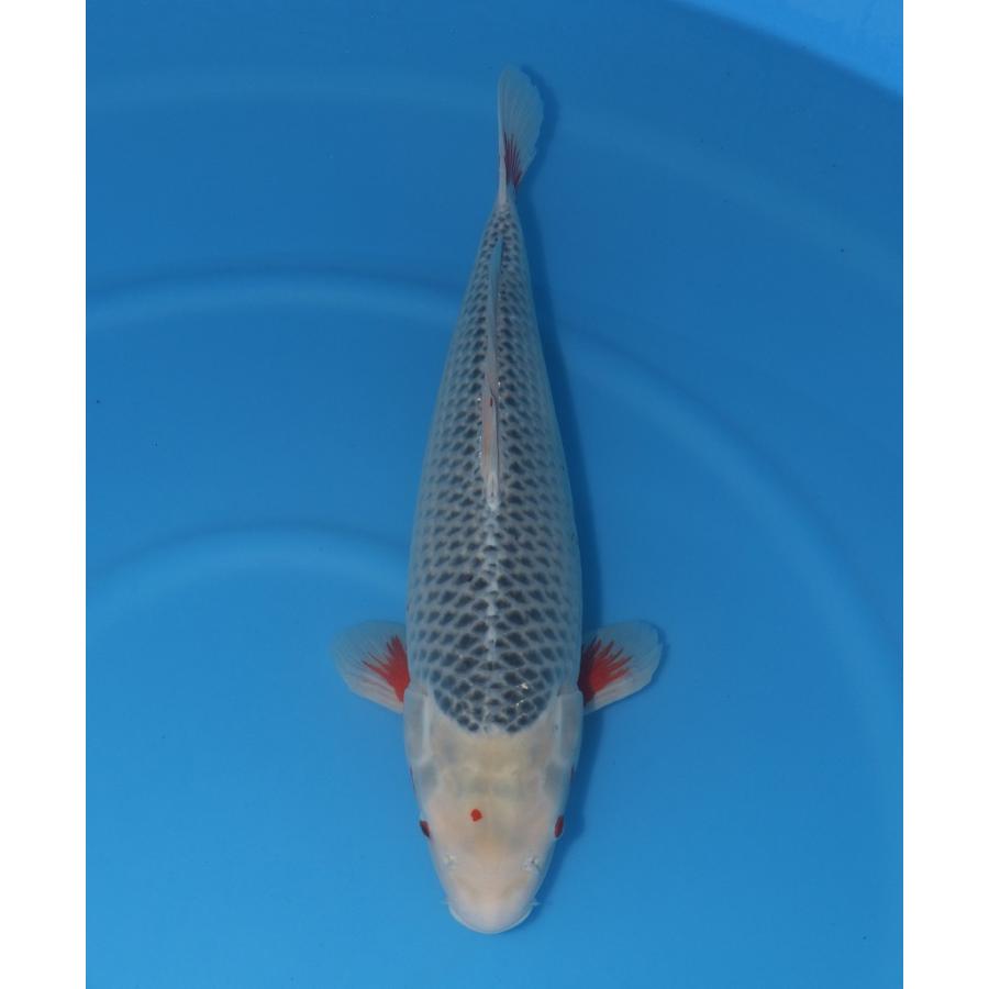 浅黄 熱帯魚 アクアリウム用品 メス 57ｃｍ Asagi 錦鯉 観賞魚生体 株式会社アリタ錦鯉