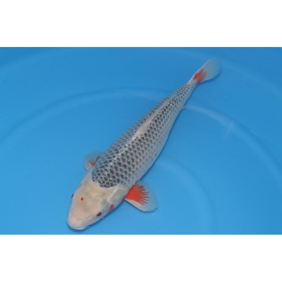 浅黄 熱帯魚 アクアリウム用品 メス 57ｃｍ Asagi 錦鯉 観賞魚生体 株式会社アリタ錦鯉