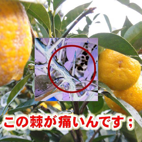 柚子農園様用 耐突刺タイプ手袋\u0026腕カバーセット 京都西陣yoroi GABA-SPシリーズ 耐突刺手袋(SP-5FY3)＆腕カバー(SP-5UY3)セットの画像
