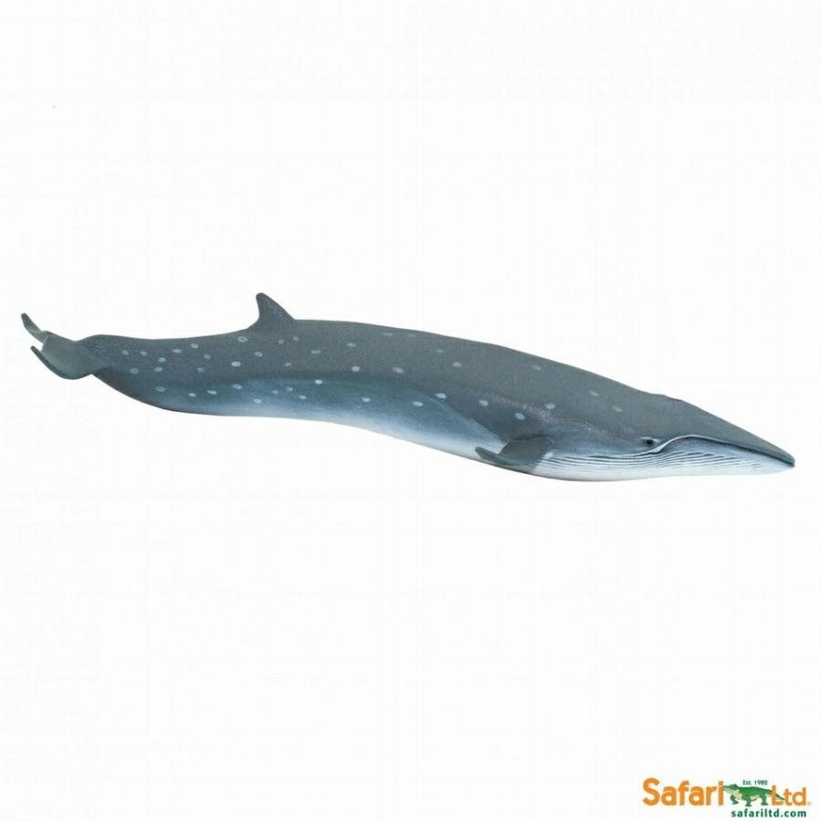 safari (サファリ)イワシクジラ 100098 : アームズギア ヤフー店