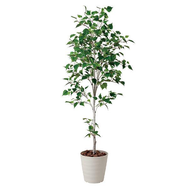 最安値に挑戦 母の日 ギフト 花 光触媒 観葉植物 白樺 高さ180cm 光触媒観葉植物 消臭 抗菌 人工観葉植物 フェイクグリーン 0119a 収納家具通販 アーネ 通販 Yahoo ショッピング 超激安 Web Escgroup Com