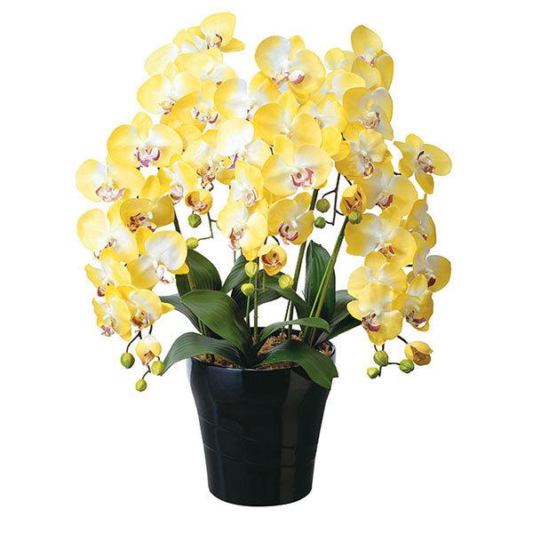 即日出荷 光触媒 胡蝶蘭 5本 観葉植物 インテリア 人工観葉植物 花 造花 風水 コチョウラン クイ ン胡蝶蘭y 5本立ち 人気が高い Lamaimuaythaicamp Com